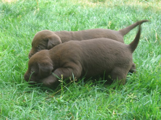 puppy12.jpg