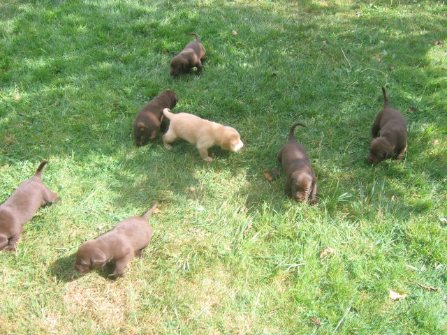 puppy13.jpg