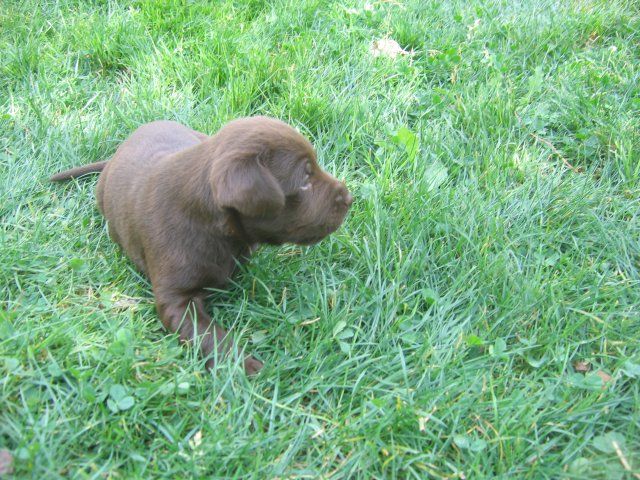 puppy14.jpg