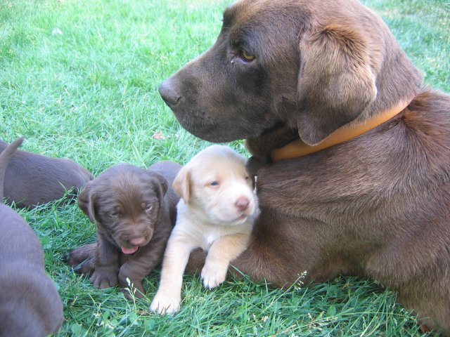 puppy15.jpg