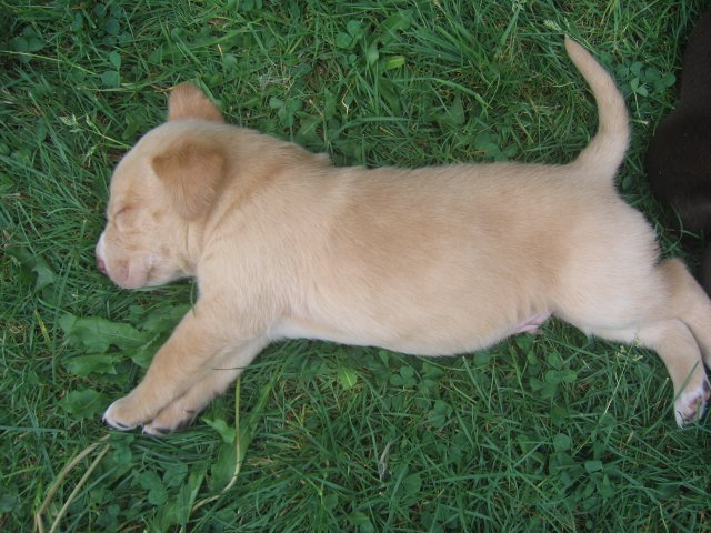 puppy17.jpg