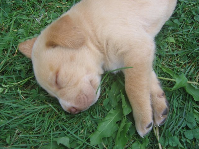puppy19.jpg