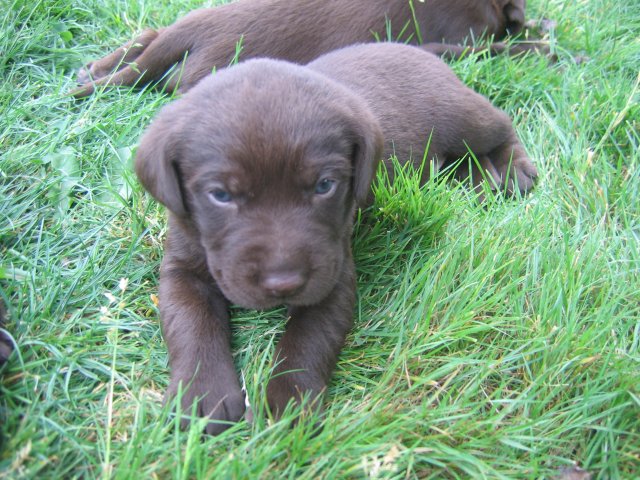 puppy20.jpg