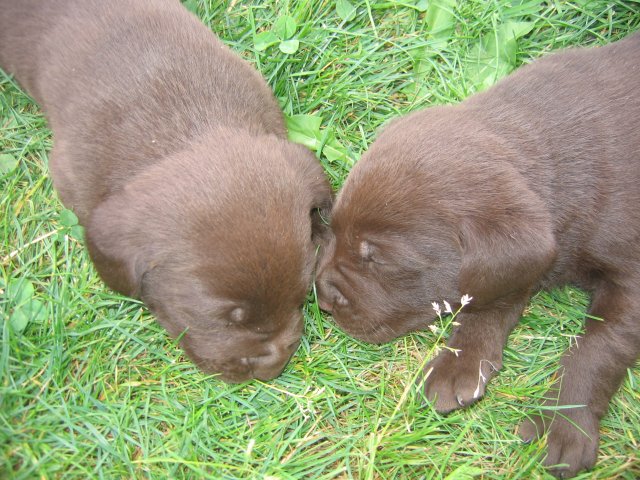 puppy21.jpg