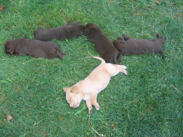puppy22.jpg