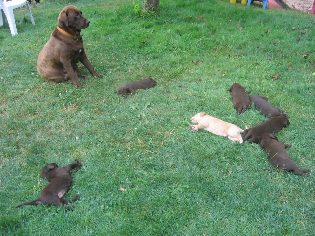 puppy23.jpg
