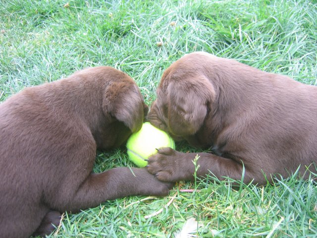 puppy24.jpg