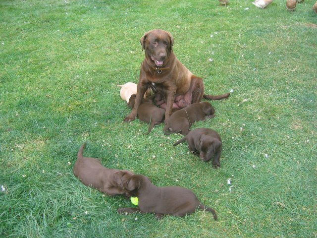 puppy25.jpg