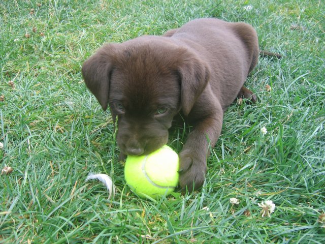 puppy26.jpg
