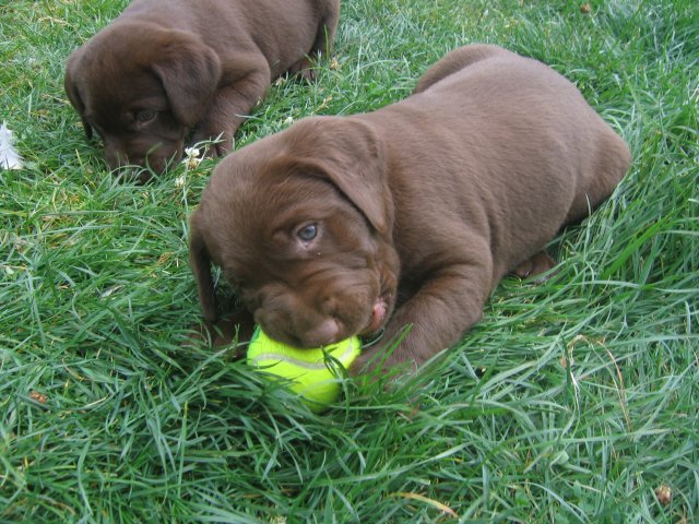 puppy27.jpg