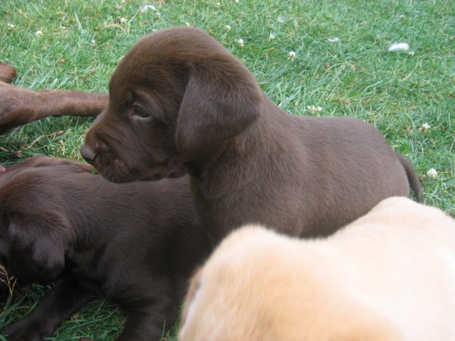 puppy28.jpg