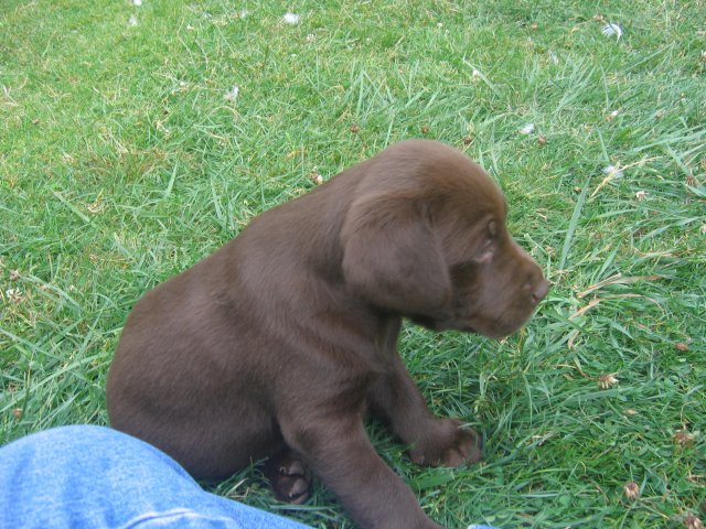 puppy29.jpg