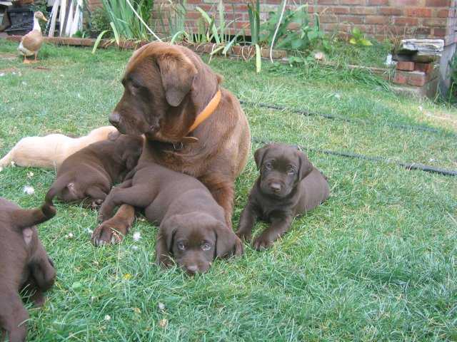 puppy31.jpg