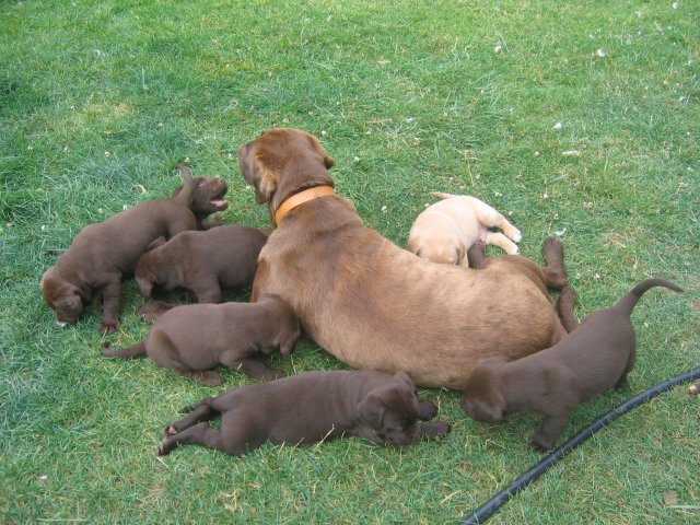 puppy32.jpg