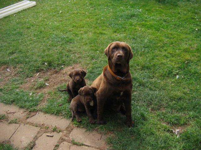 puppy33.jpg