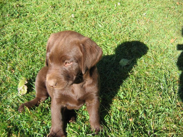 puppy34.jpg