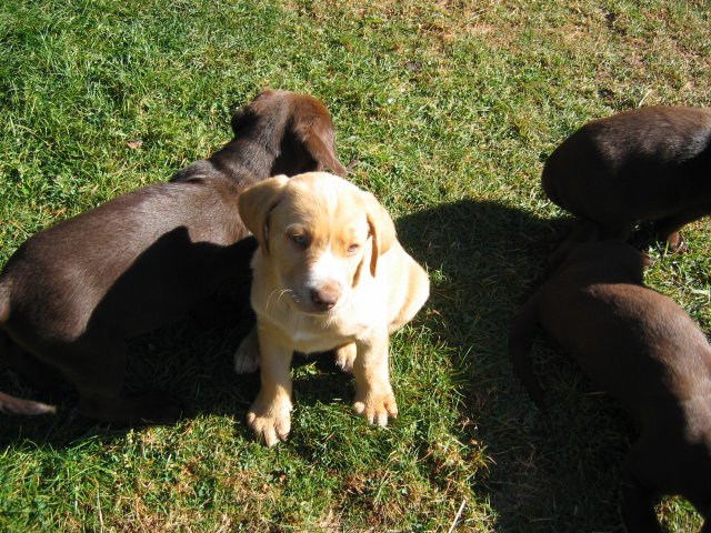 puppy35.jpg