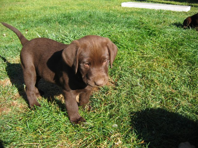puppy36.jpg