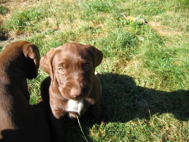 puppy38.jpg