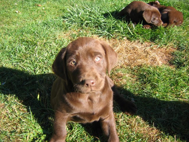 puppy40.jpg
