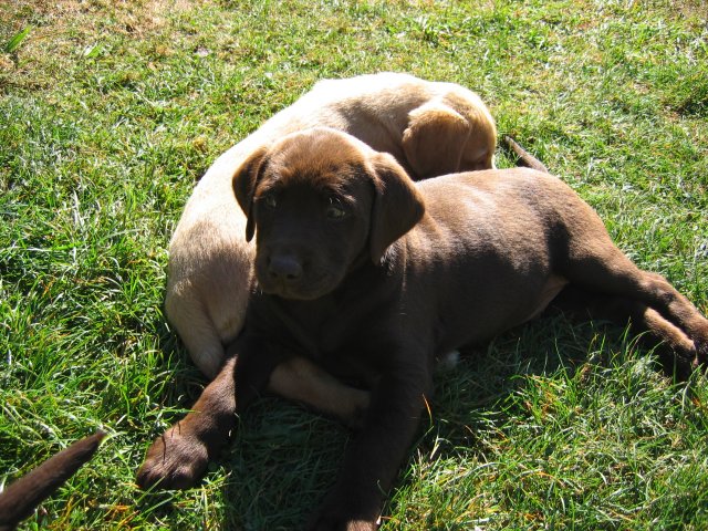 puppy41.jpg