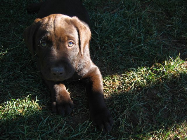 puppy42.jpg