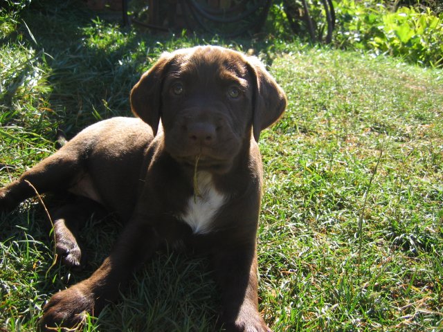 puppy43.jpg