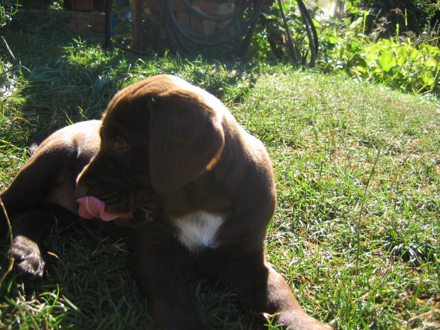puppy44.jpg