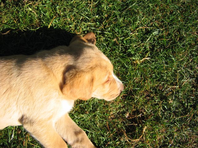 puppy45.jpg