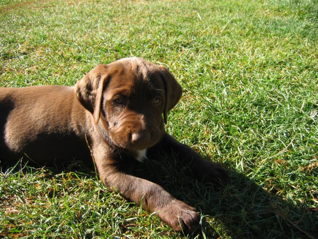 puppy46.jpg