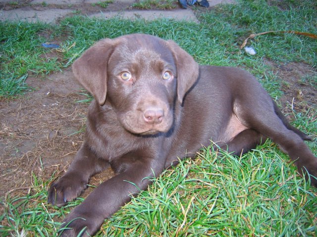 puppy47.jpg