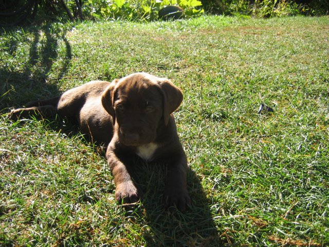 puppy48.jpg