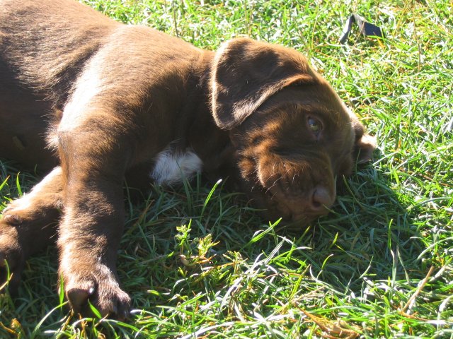 puppy49.jpg