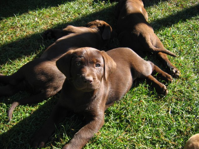 puppy50.jpg