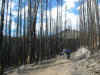 The burned trees were kind of interesting. 