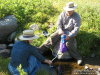 Filtering water. 