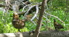 Ptarmigans 
