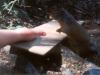 Feeding the critters. 