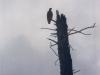 I guess this is a bald eagle. 