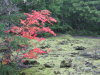Vine maples were turning red. 