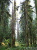 Forest near Kalama Falls. 