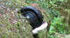 A snail-looking thingy. 