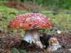 A cool looking mushroom. 