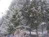 10:18 a.m., January 1st, 2004. The forecast says about one inch of snow today. We're at 700 feet elevation near Woodland, WA. 