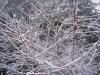 The trees look pretty all snow-covered. 