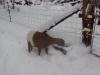 This is January 2nd, and we have about 11 inches of snow!!! This is Annie the goat enjoying the snow. 