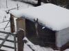 Windy doesn't know if he want's to brave the storm. It's dry in his shed, and there's plenty of hay. 
