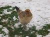 This chicken likes walking where the snow's been rolled into snowballs. It's hard walking in snow almost as deep as you are tall! 