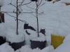The cats like walking where the snows been packed down as well. 
