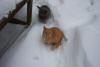 Looks like the cats are enjoying the snow. 